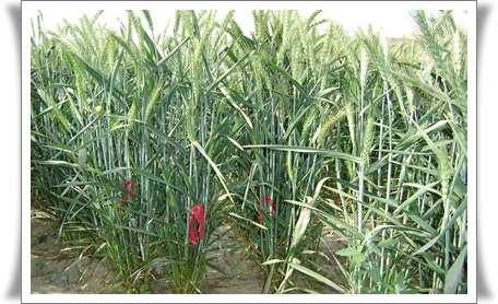 DDPSC-NIBGE Transgenic Wheat