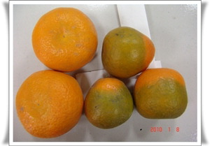 UCR-UAF Diseased Citrus Smaller