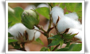 UGA-NIBGE Cotton Plant Smaller