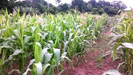 Maize field