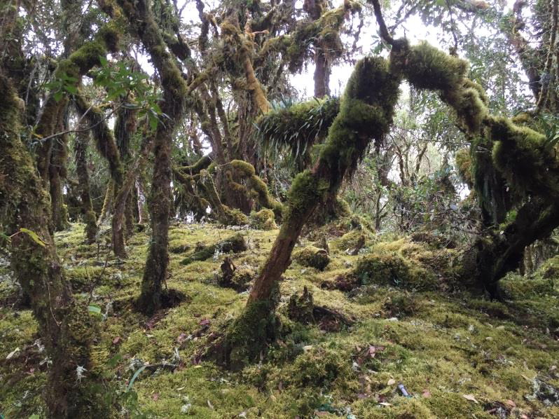 Q4 2016 SalinasPatch of cloud forest of mixed species composition at 3500 m  