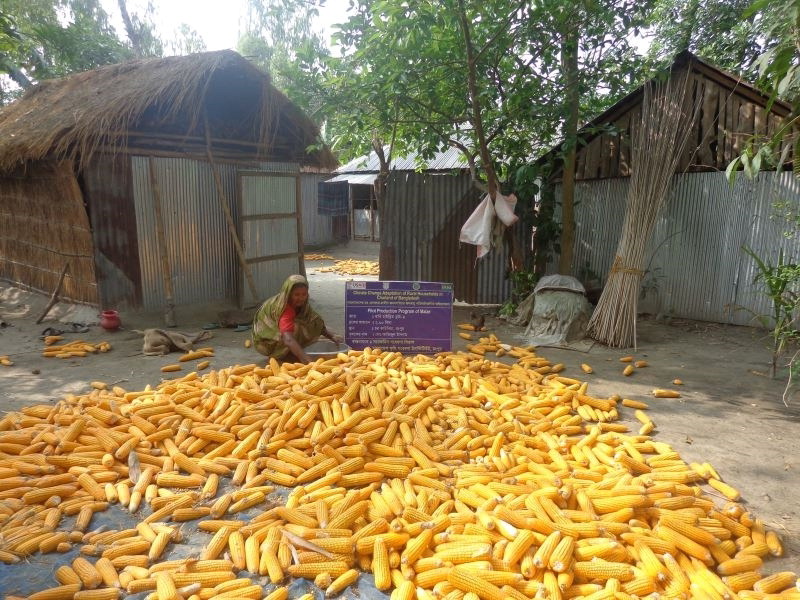 6-005_Maize harvested in Char Ganai