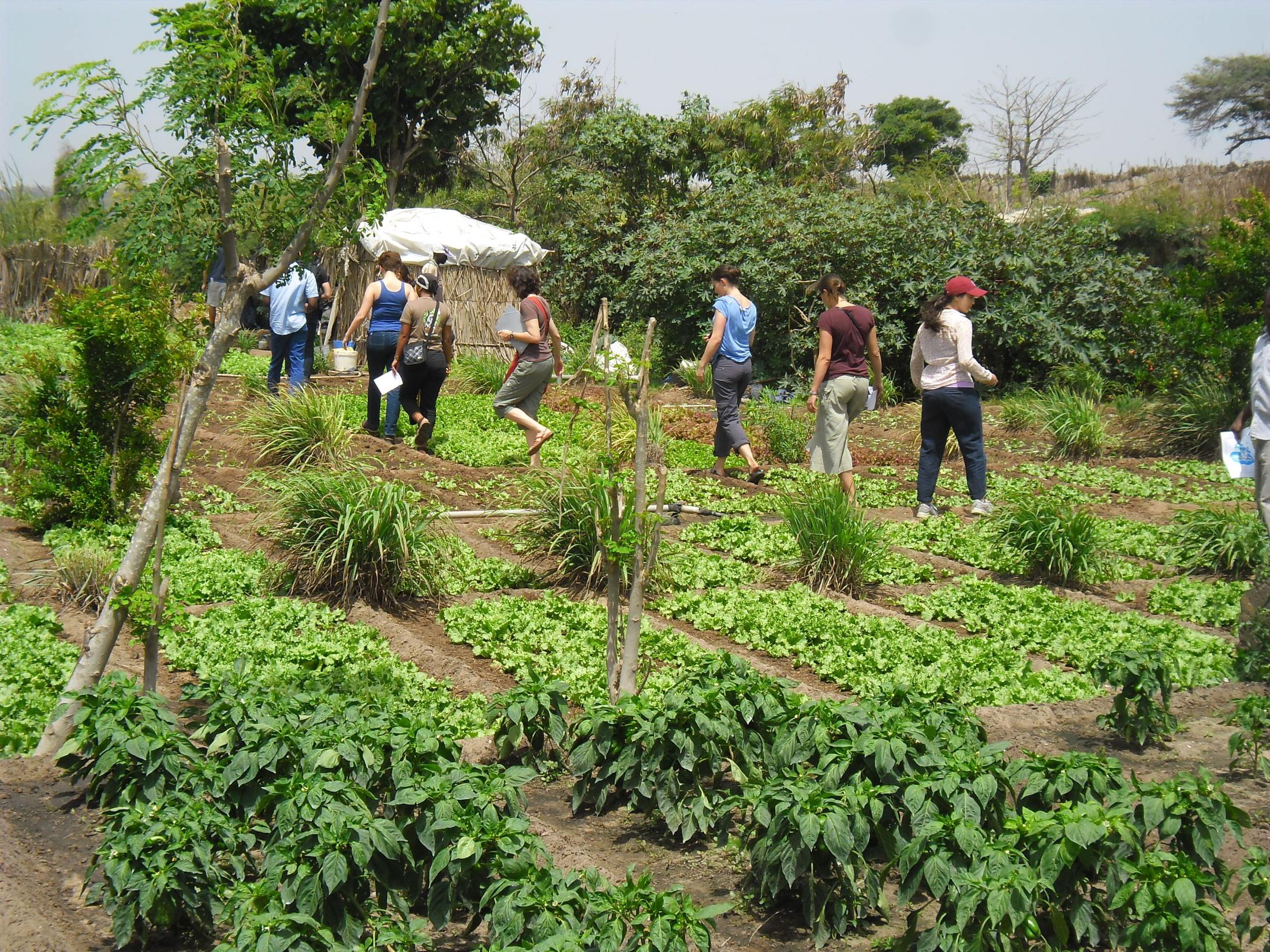 2-432MicroTrop 2014 Field trip to Niayes' Small Farmer Vegetable Production