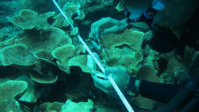 1-235 Tagging Coral
