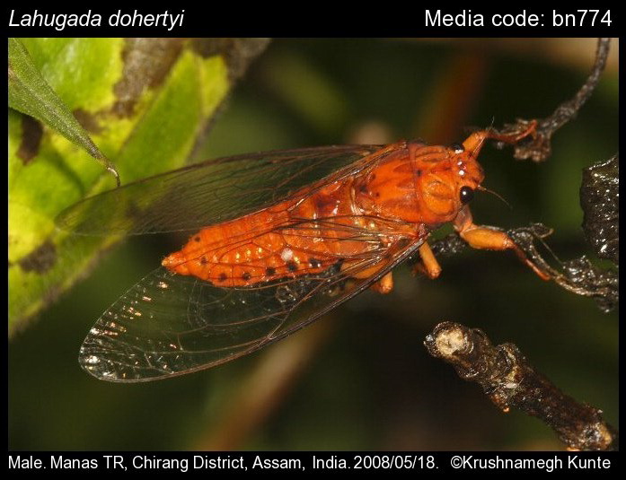 2-171 Cicada