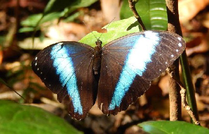 4-478 Butterfly