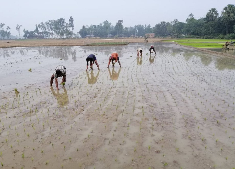 8-170 7 Transplanting farmers field at Rajshahi