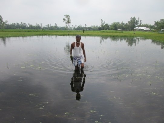 6-005_Aus rice first transplanting damaged by flood 