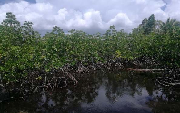 8-168_mangroves