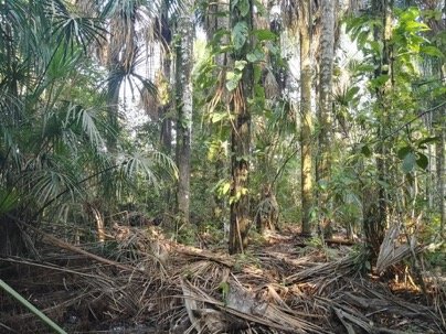 9-116_Benavides tropical peatland interior