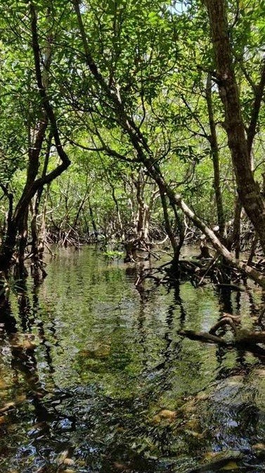 9-379_Salmo mangroves
