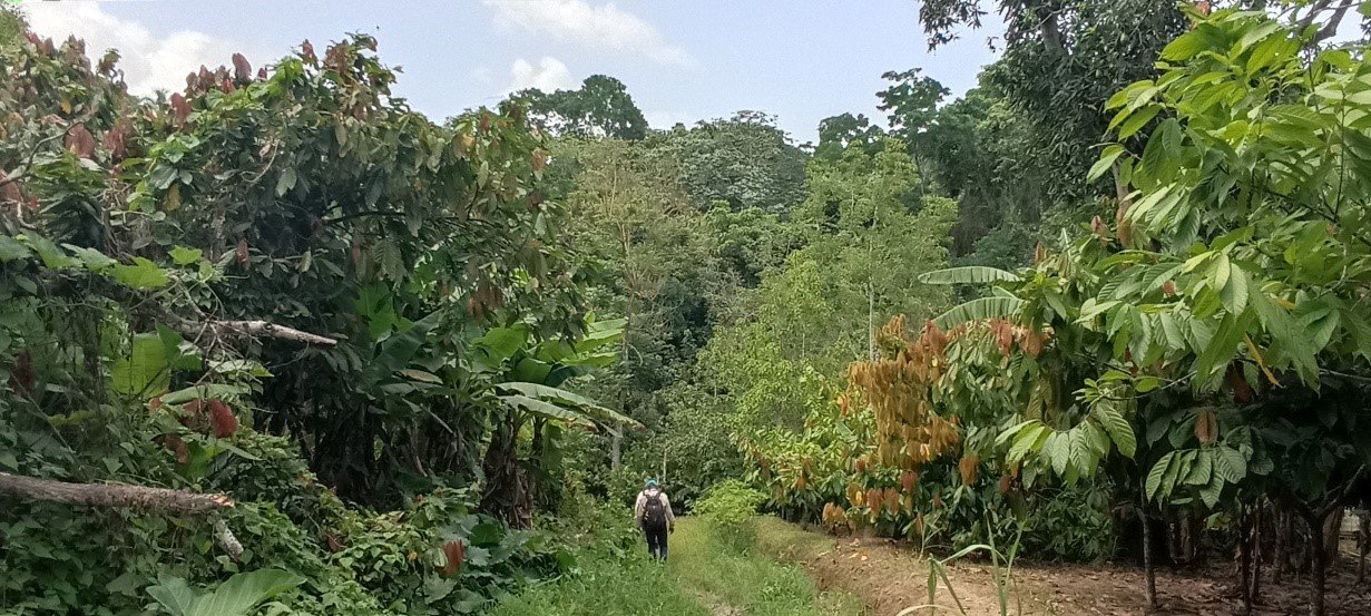 9-210_Serra_Cocoa plantation