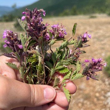 9-176_Hajdari_Teucrium chamaedrys