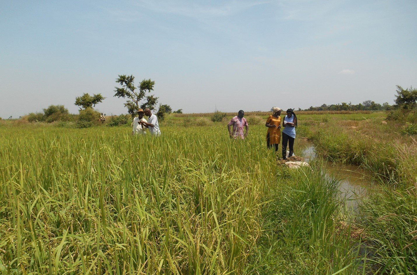 5-148_babana_Students (women) consulting a treated rice field